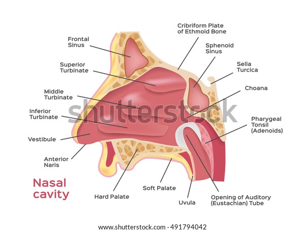 Nasal cavity . vector illustration of Human Nose
diagram  . organ anatomy