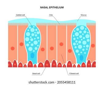 Nasal epithelium anatomical poster. Human respiratory system concept. Mucus, goblet, ciliated and basal cells. Smell organs respiratory system. Medical flat vector illustration for clinic or education