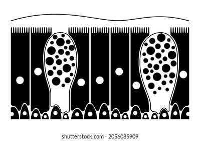 Nasal epithelium anatomical poster. Human respiratory system concept. Mucus, goblet, ciliated and basal cells. Smell organs respiratory system. Medical flat vector illustration for clinic or education