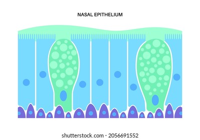 Nasal epithelium anatomical poster. Human respiratory system concept. Mucus, goblet, ciliated and basal cells. Smell organs respiratory system. Medical flat vector illustration for clinic or education