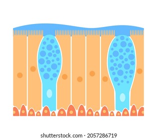 Nasal epithelium anatomical poster. Human respiratory system concept. Mucus, goblet, ciliated and basal cells. Smell organs respiratory system. Medical flat vector illustration for clinic or education