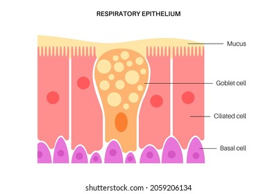 Nasal epithelium anatomical poster. Human respiratory system concept. Mucus, goblet, ciliated and basal cells. Smell organs respiratory system. Medical flat vector illustration for clinic or education