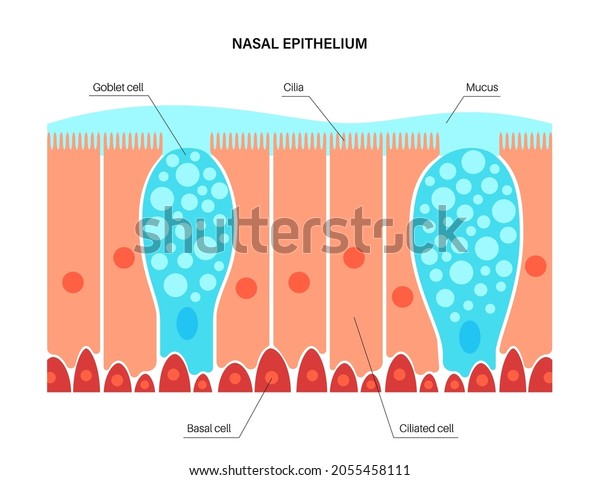 Nasal Epithelium Anatomical Poster Human Respiratory Stock Vector ...