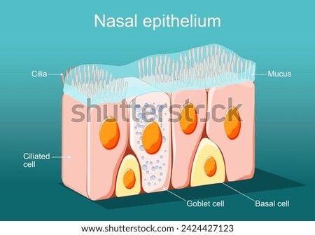 Nasal epithelium. Ciliated columnar epithelium. epithelial cells forms the lining of the stomach and intestines, duodenum, fallopian tubes, uterus, and nose, Isometric Flat vector