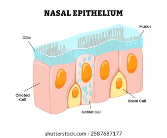 Nasal Epithelium structure anatomy, labeled with cilia, mucus, ciliated cell, goblet cell, basal cell. Human tissue nasal cavity, immune response to nasal diseases, diagram biology education.