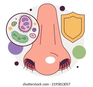 Nasal hair. Hair in the human nostrils filtering foreign particles and bacteria from entering the nasal cavity. Flat vector illustration