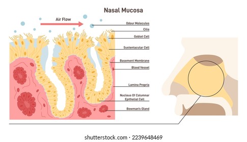 Anatomía de la mucosa nasal. La membrana mucosa nasal que recubre el tracto respiratorio. Celdas cilínicas, basales y gobleas. Ilustración vectorial plana