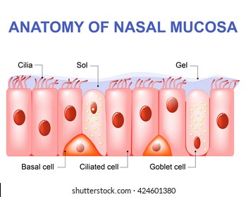 Nasal mucosa cells. Ciliated, basal and goblet cells. Olfactory epithelium.