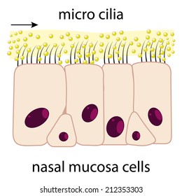 nasal cilia