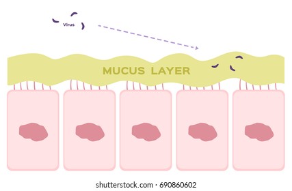 Nasal Mucosa Cells In Nose Vector / Mucus