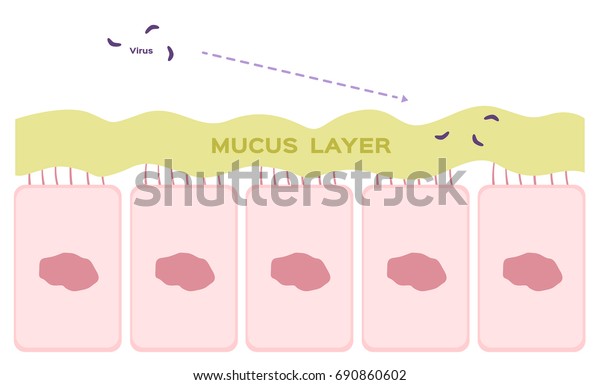 Nasal mucosa cells in\
nose vector / mucus