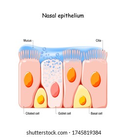 Nasal mucosa cells. Nasal secretions. Ciliated, basal and goblet cells. Olfactory epithelium. Cells act as a low resistance filter. Vector illustration