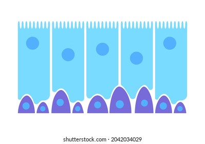 Nasal Mucosa Flat Vector Anatomical Icon. Epithelium In The Nose, Gut, Stomach Or Colon. Human Olfactory System Concept. Mucus, Ciliated Cells, Villi And Cilia Poster For Clinic Or Education.