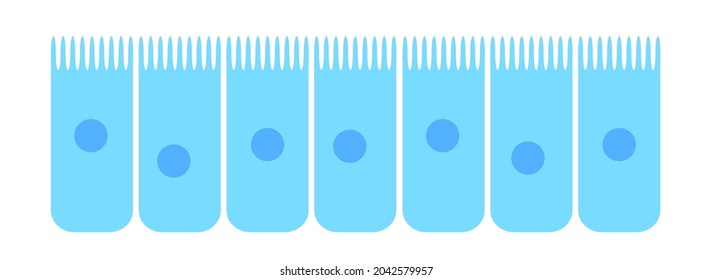 Nasal Mucosa Flat Vector Anatomical Icon. Epithelium In The Nose, Gut, Stomach Or Colon. Human Olfactory System Concept. Mucus, Ciliated Cells, Villi And Cilia Poster For Clinic Or Education.