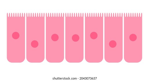 Nasale Schleimhaut flache Vektorsymbol. Epithel in Nase, Darm, Magen oder Dickdarm. Konzept des menschlichen Geruchsystems. Schleim, Zell-Zellen, Villen und Zilien-Plakat für Klinik oder Bildung.