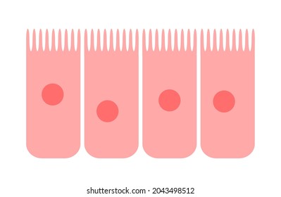 Nasal Mucosa Flat Vector Anatomical Icon. Epithelium In The Nose, Gut, Stomach Or Colon. Human Olfactory System Concept. Mucus, Ciliated Cells, Villi And Cilia Poster For Clinic Or Education.