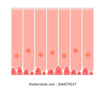 Nasal Mucosa Flat Vector Anatomical Icon. Epithelium In The Nose, Gut, Stomach Or Colon. Human Olfactory System Concept. Mucus, Ciliated Cells, Villi And Cilia Poster For Clinic Or Education.