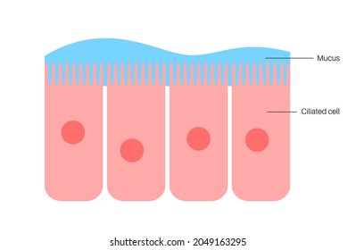 Nasal Mucosa Flat Vector Anatomical Icon. Epithelium In The Nose, Gut, Stomach Or Colon. Human Olfactory System Concept. Mucus, Ciliated Cells, Villi And Cilia Poster For Clinic Or Education.