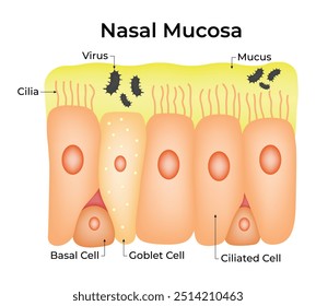 Diagrama de Ilustración vectorial de diseño de Ciencia de mucosa nasal