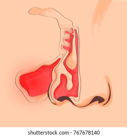 Nasal sinus. Healthy and medicine vector. Anatomy nose