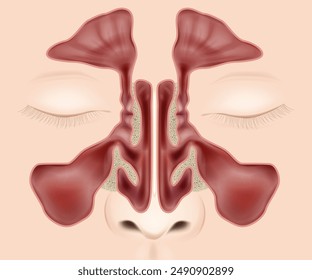 Nasal sinuses anatomy medical vector illustration. Nose anatomy Paranasal Sinuses.