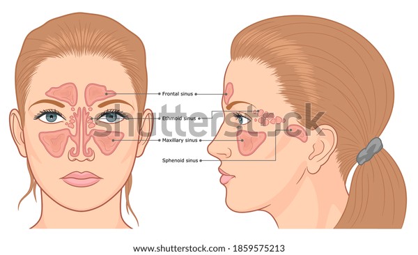 Nasal\
sinuses anatomy medical vector illustration.\
