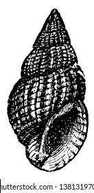 Nassa reticulate is a species of small European sea snail, vintage line drawing or engraving illustration.