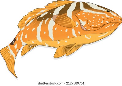 Nassau Grouper Fish Serranidae Commercial And Recreational Fishing Animal Specie Vector Isolated