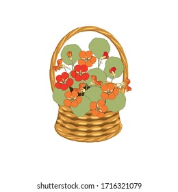 Nasturcium bouqet in basket wicker with a vine. Orange and yellow flowers art design elements object isolated stock vector illustration for web, for print