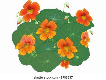 Nasturtium. Drawing