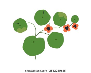 Nasturtium flower branch with large round leaves. Delicate blooming plant with gentle blooms, leaf, stem. Summer blossom. Botanical natural flat vector illustration isolated on white background