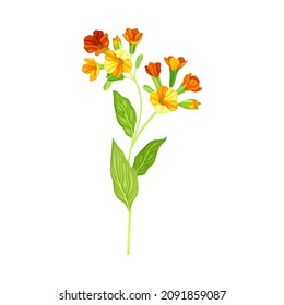 Nasturtium flower, elegant floral design element vector illustration