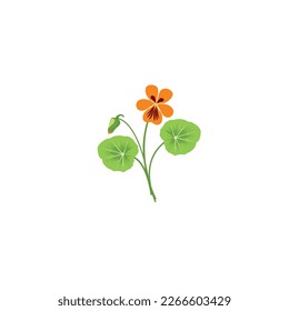 Nasturtium. Flower of nasturtium. Flower of nasturtium in red and yellow colors. Vector illustration isolated on white background. For template label, packing, web, menu, logo, textile, icon