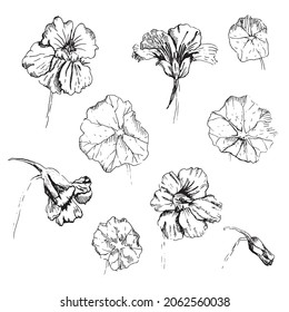 Nasturtium ink hand drawn illustration. Vector set. 