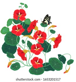 Nasturtium isolate on a white background. Vector graphics.