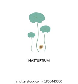 Nasturtium microgreens and seed vector illustration. Superfood, home gardening, greens. Can be used for topics like healthy eating, seed germination, cooking