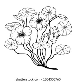 Nasturtium plant with flowers. Vector stock illustration eps10. Outline. Hand drawing. White background.