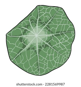 Nasturtium Tropaeolum majus flower leaf. Nasturtium plant leaves drawing. Vector.