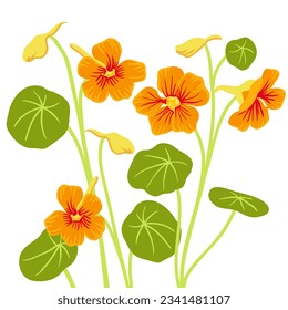 nasturtium, vector drawing flowers at white background, hand drawn botanical illustration