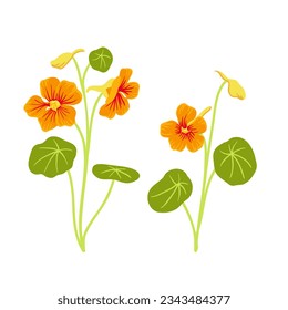 nasturtium, vector drawing flowers at white background, hand drawn botanical illustration