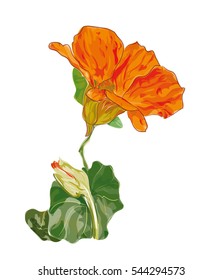 Nasturtium. Vector illustration, Watercolor imitation.