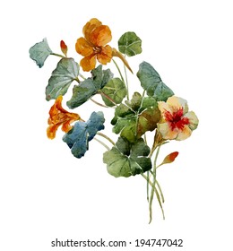 nasturtium, watercolor, drawing