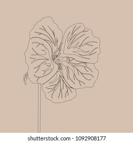 Nasturtium wild flower. Black Line drawing isolated on light beige background. Vector floral illustration. 