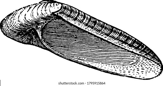 1,006 Predatory sea snail Images, Stock Photos & Vectors | Shutterstock