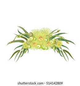 Native Australian Yellow Flowering Wreath Vector Illustration