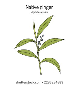 Native ginger (Alpinia caerulea), edible plant. Hand drawn botanical vector illustration