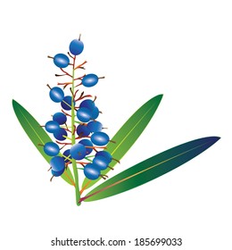 Native ginger (Alpinia caerulea) vector