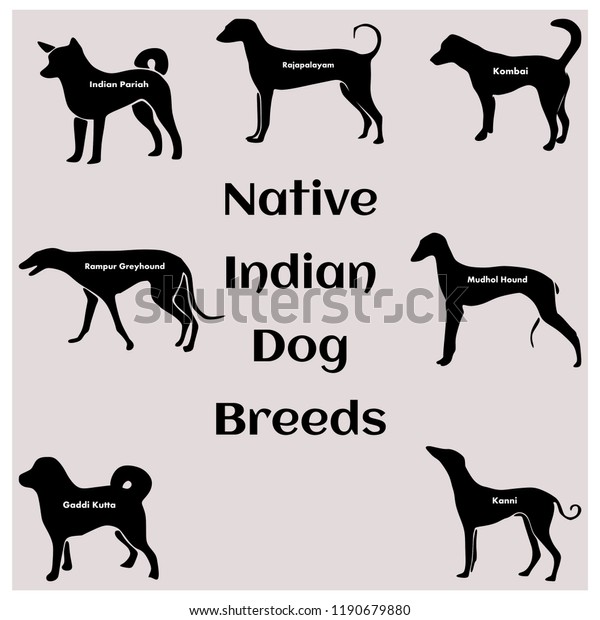Image result for indian dog breeds