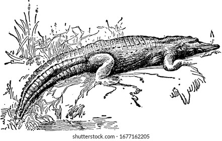 Native to North America, the alligator is a large reptile closely related to the crocodile, it shows in three different images of alligator in it, vintage line drawing or engraving 