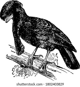 A native of Peru and is about the size of a crow, with deep black plumage; the head is adorned with a large spreading crest, which arises from a contractile skin, the shafts of the crest-feathers